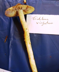 Tricholoma virgatum