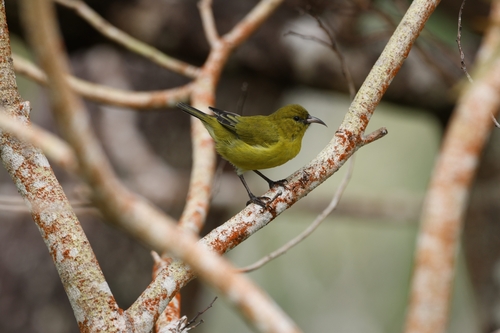 Amakihi d'Oahu (Chlorodrepanis flava)