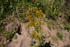 Roldana heracleifolia