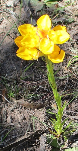 Image of Ceratandra grandiflora by no rights reserved