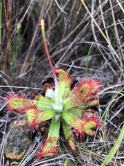 Drosera esterhuyseniae