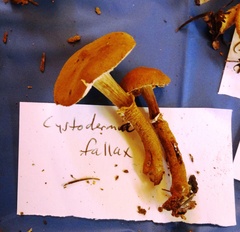 Cystoderma carcharias fallax