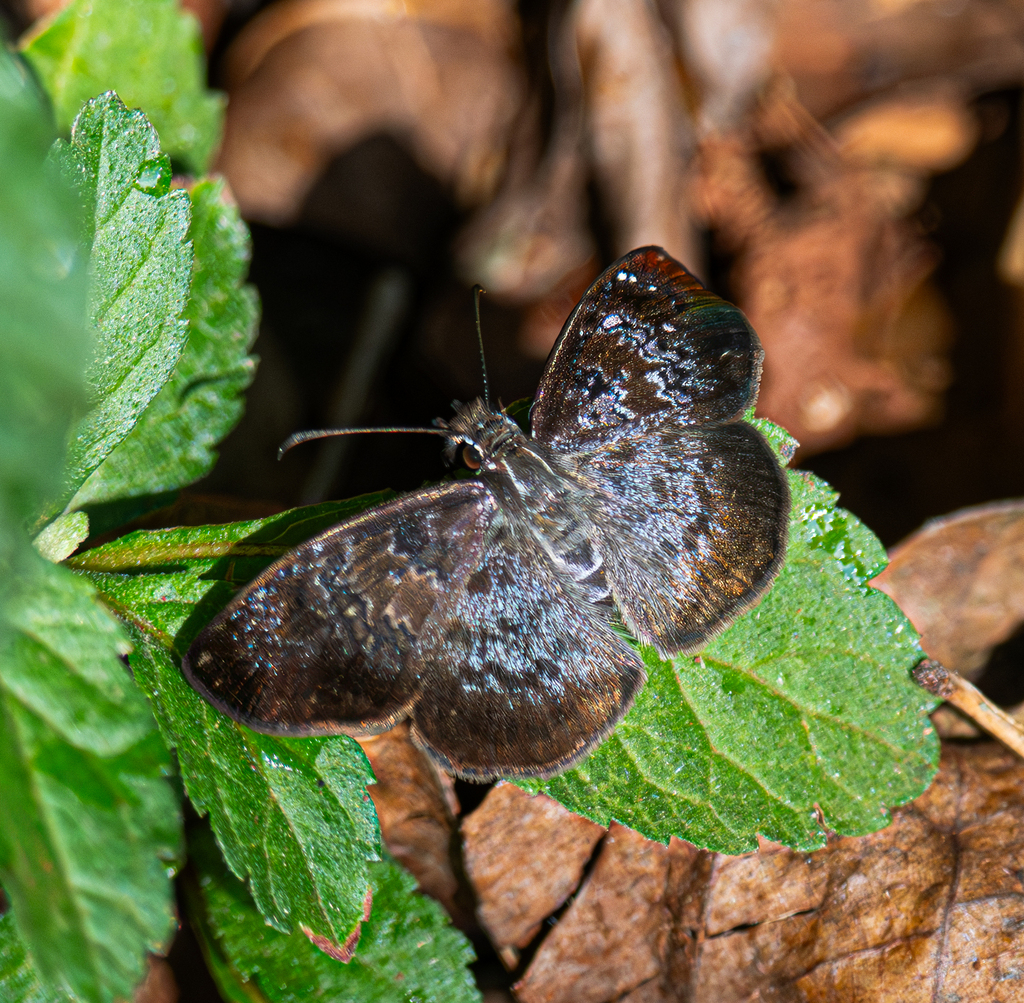 Sophista bifasciata