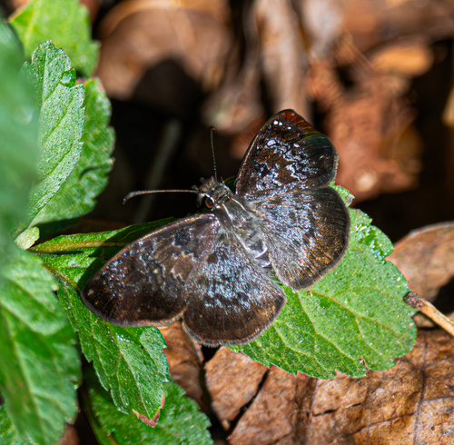 Sophista bifasciata