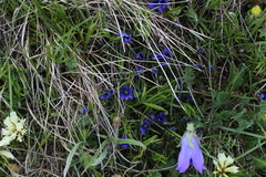 Gentiana dshimilensis