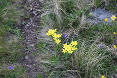 Anemonastrum speciosum