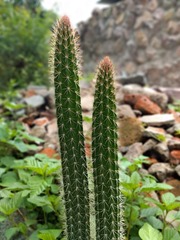 Nyctocereus serpentinus