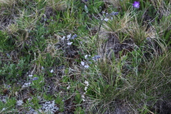 Veronica gentianoides