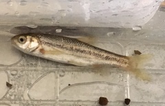 Telestes pleurobipunctatus