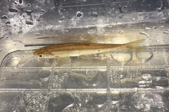 Telestes pleurobipunctatus