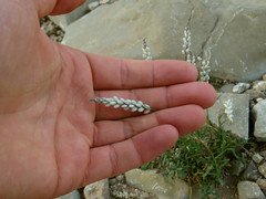 Polygala alba
