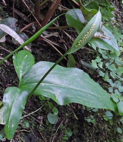 Spathicarpa hastifolia, photograph 5