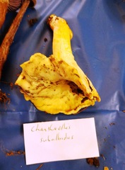 Cantharellus subalbidus