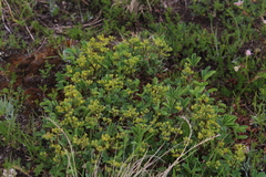 Sibbaldia parviflora