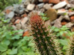 Nyctocereus serpentinus