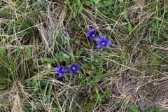 Gentiana dshimilensis