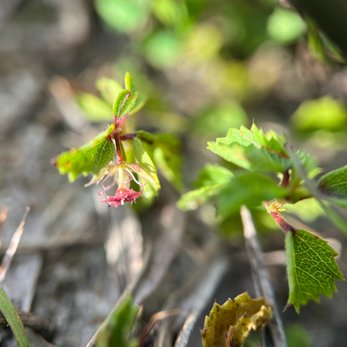 eyebright ayenia (Ayenia euphrasiifolia)