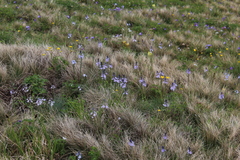 Veronica gentianoides