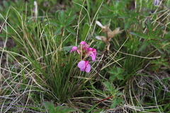 Pedicularis nordmanniana