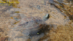 Mauremys reevesii