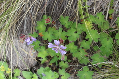 Geranium renardii