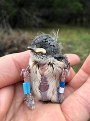 Baeolophus atricristatus