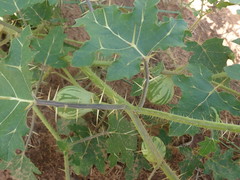 Solanum palinacanthum