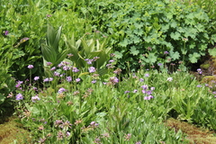Primula auriculata