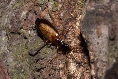 Dromius schneideri