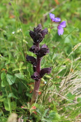 Orobanche gamosepala