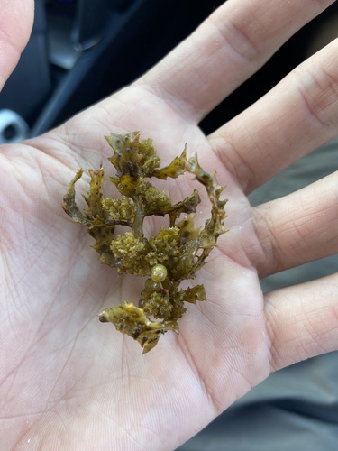 Sargassum aquifolium observed 2025-09-01