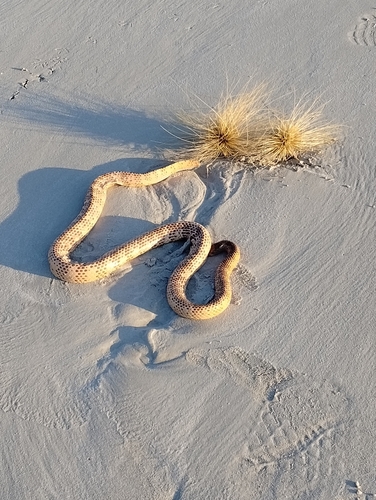Brown-lined Sea Snake