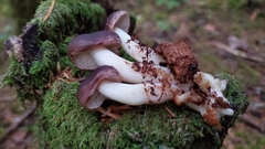 Rhodocollybia oregonensis