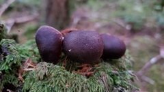 Rhodocollybia oregonensis