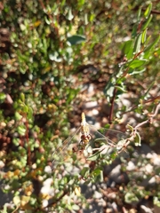 Erythrodiplax corallina