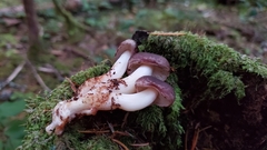 Rhodocollybia oregonensis