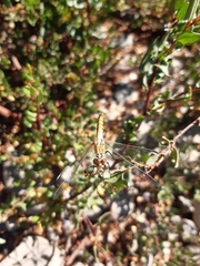 Erythrodiplax corallina