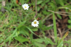 Noticastrum marginatum
