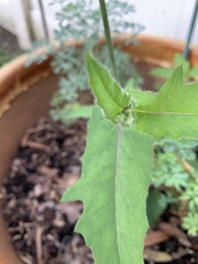 Emilia sonchifolia image
