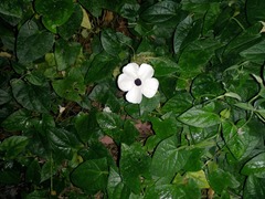 Thunbergia alata