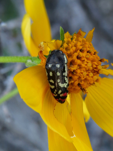 Acmaeodera opacula