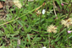 Noticastrum marginatum