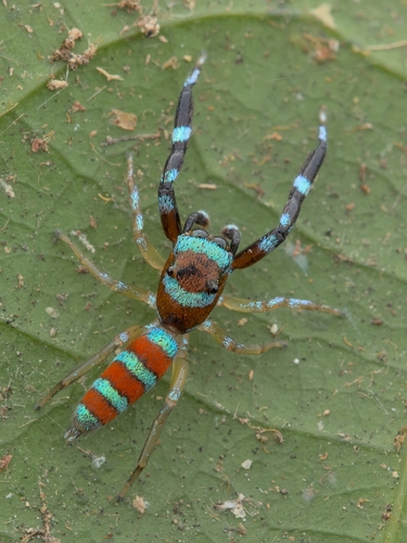 Psecas chrysogrammus