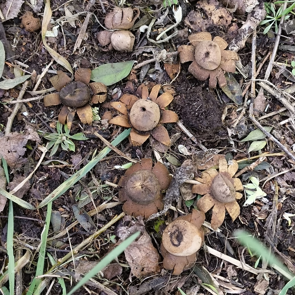 Geastrum floriforme