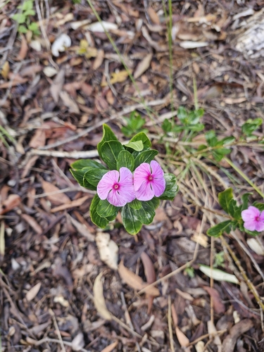 Catharanthus roseus observed 2025-09-02