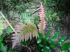 Blechnum brasiliense