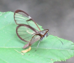 Pteronymia alissa