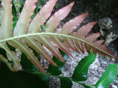 Blechnum brasiliense