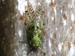 Procollina nicaraguaensis