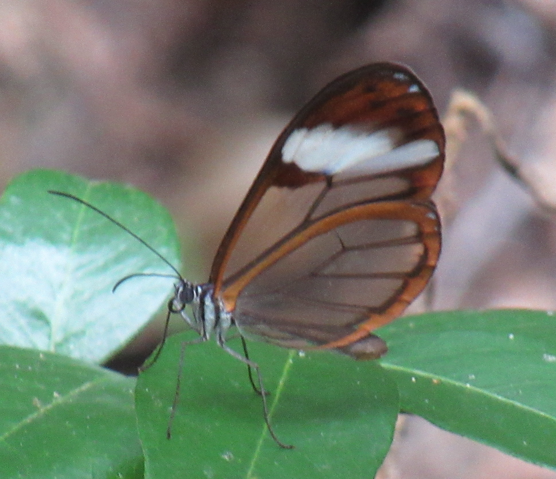 Greta andromica image